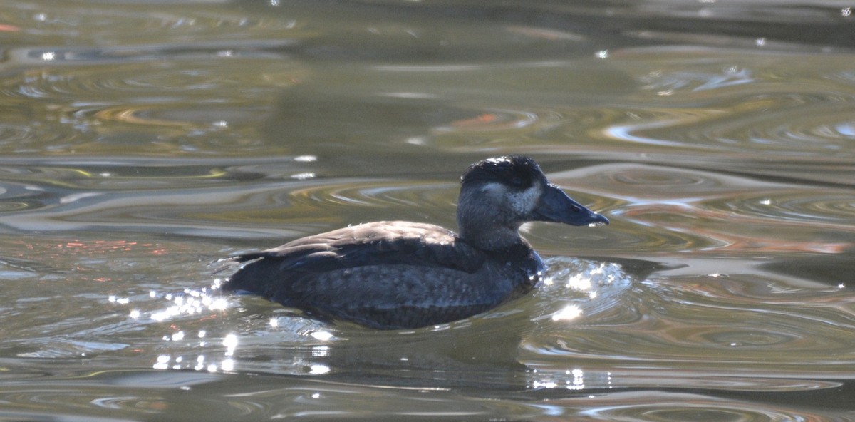 turpan pestrozobý - ML646979518