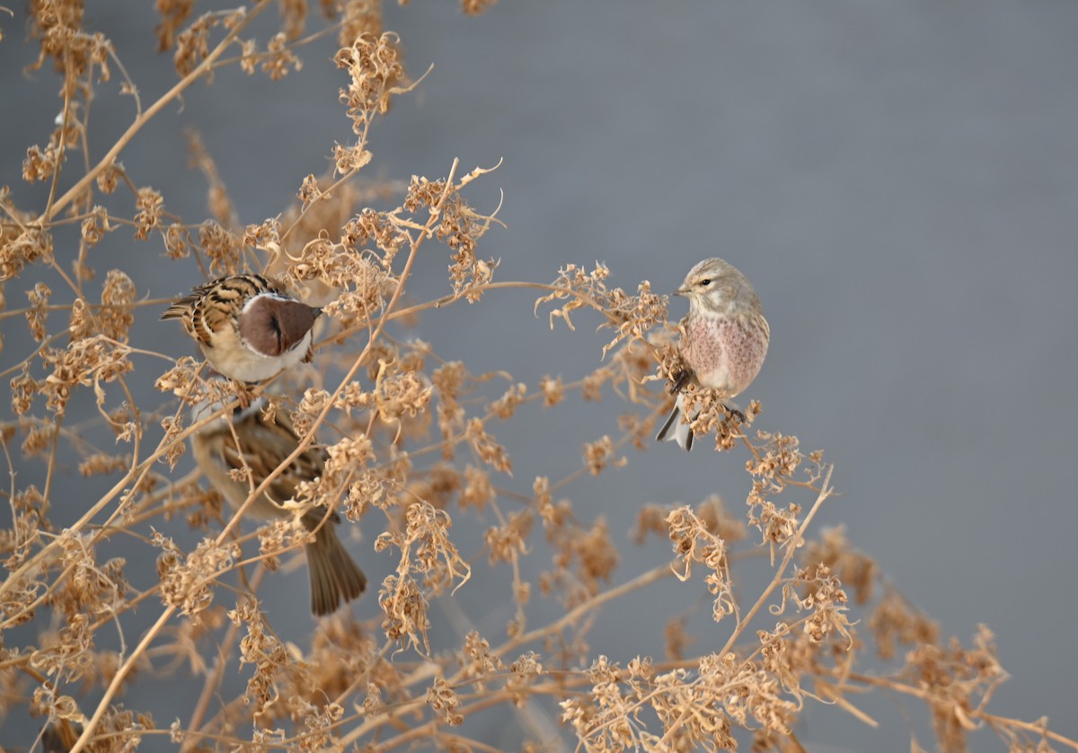 Eurasian Linnet - ML646979521