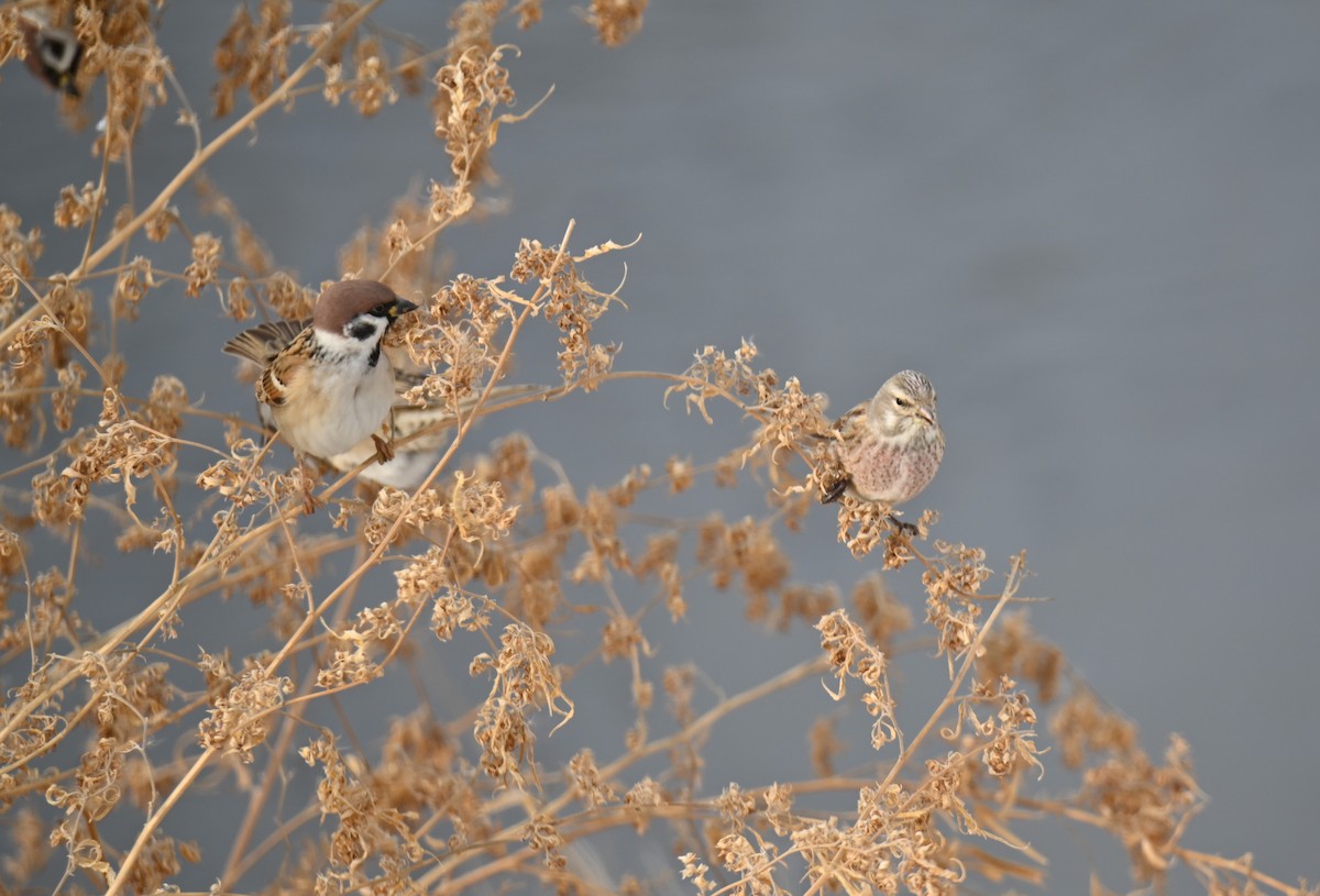 Eurasian Linnet - ML646979522