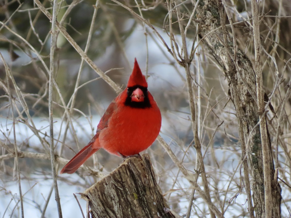 Northern Cardinal - ML646979523