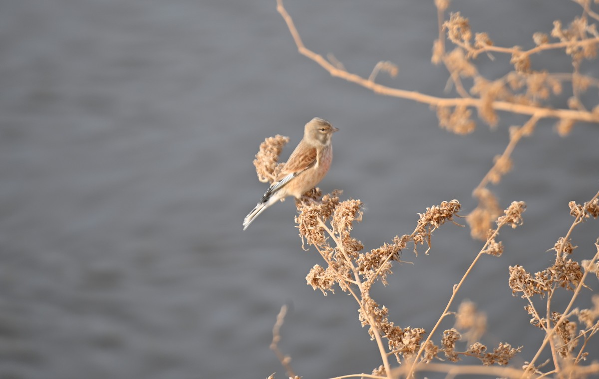 Eurasian Linnet - ML646979526