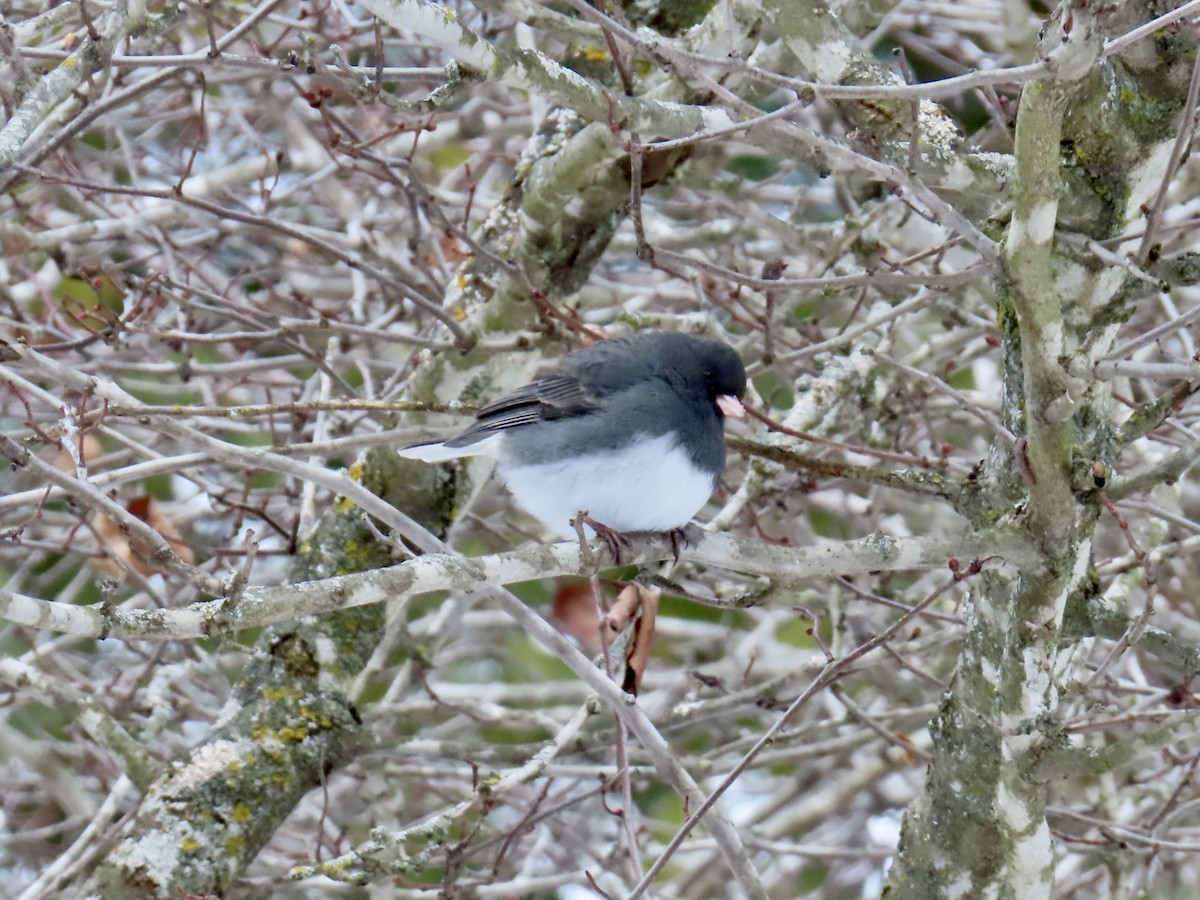 Dark-eyed Junco - ML646979535