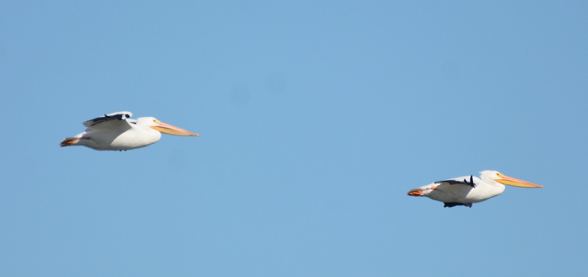 pelikán severoamerický - ML646979536