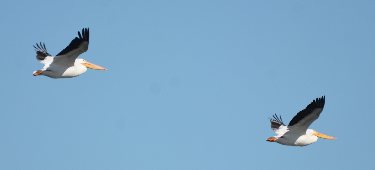 pelikán severoamerický - ML646979538