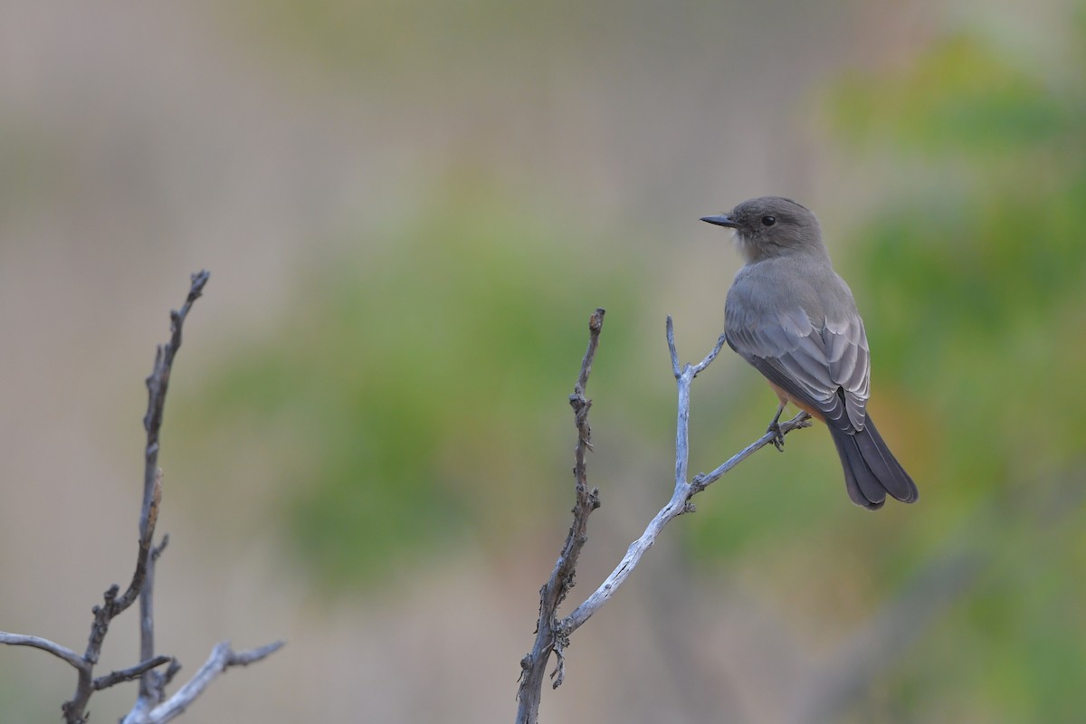 brunfibi - ML646979540