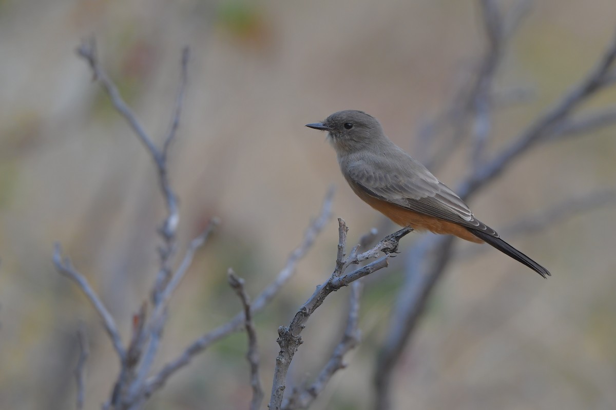 brunfibi - ML646979541