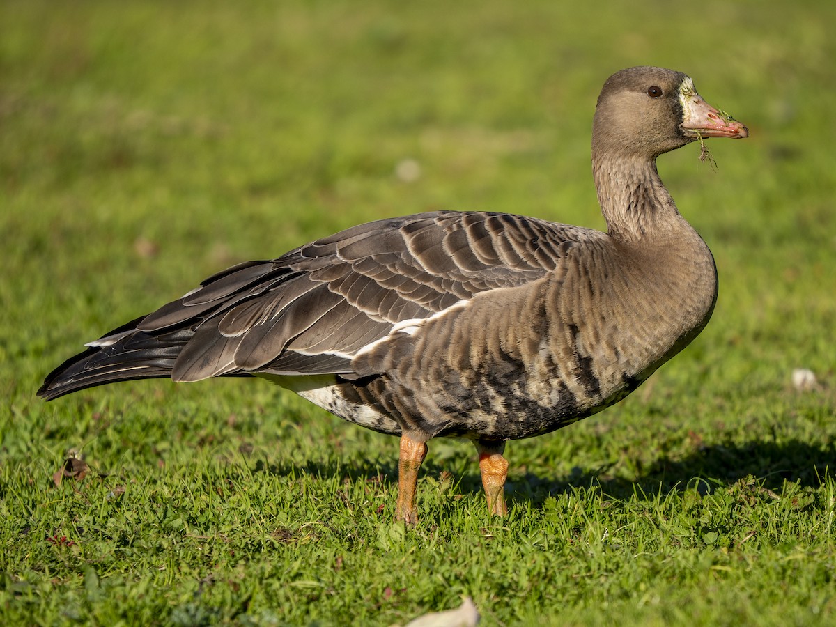 Greater White-fronted Goose - ML646979542
