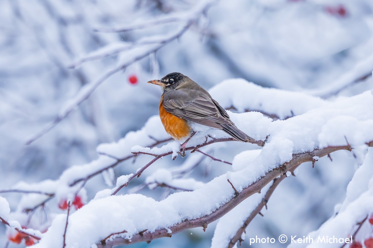 American Robin - ML646979543