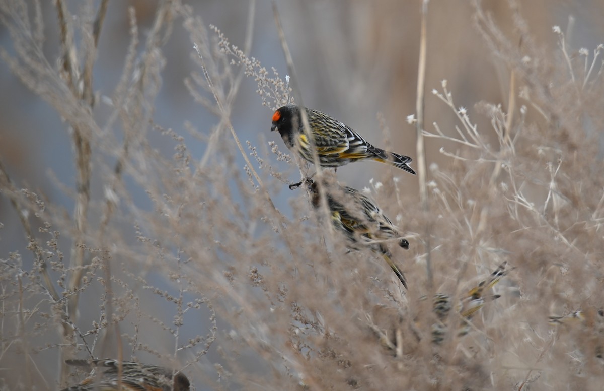 Fire-fronted Serin - ML646979544