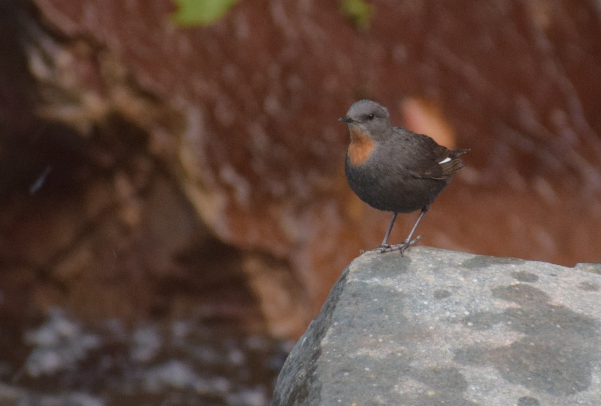 Rufous-throated Dipper - ML646979547
