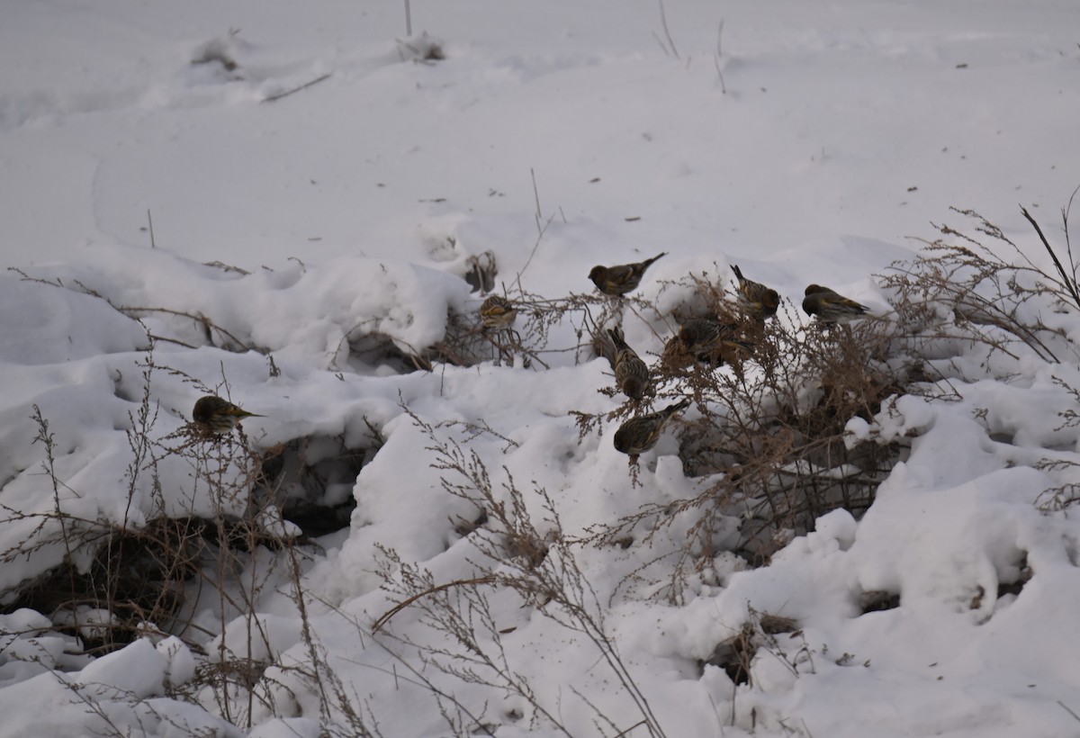 Fire-fronted Serin - ML646979550