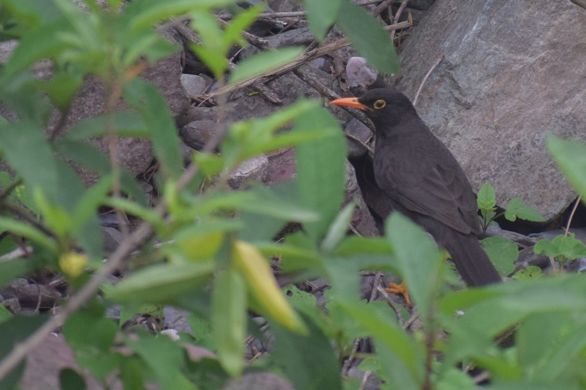 Chiguanco Thrush - ML646979551