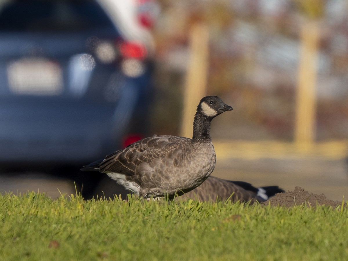 Cackling Goose (minima) - ML646979552