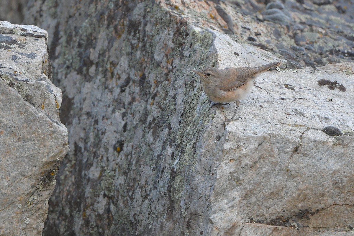 steinursmett - ML646979553