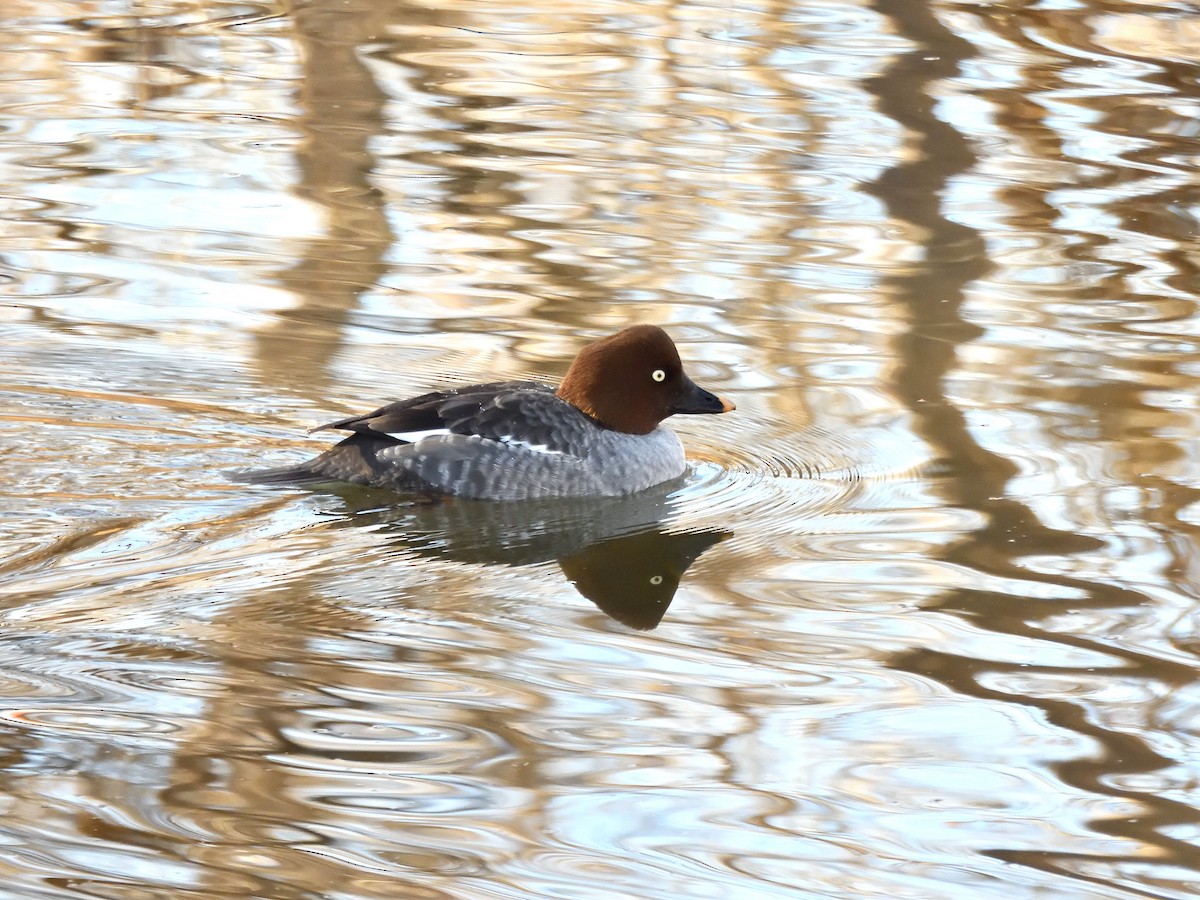 Quattrocchi - ML646979554