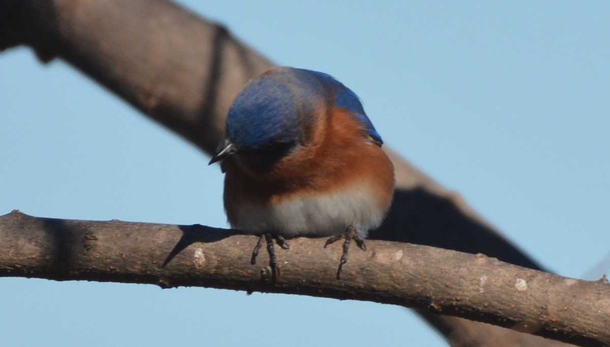 salašník modrý - ML646979555