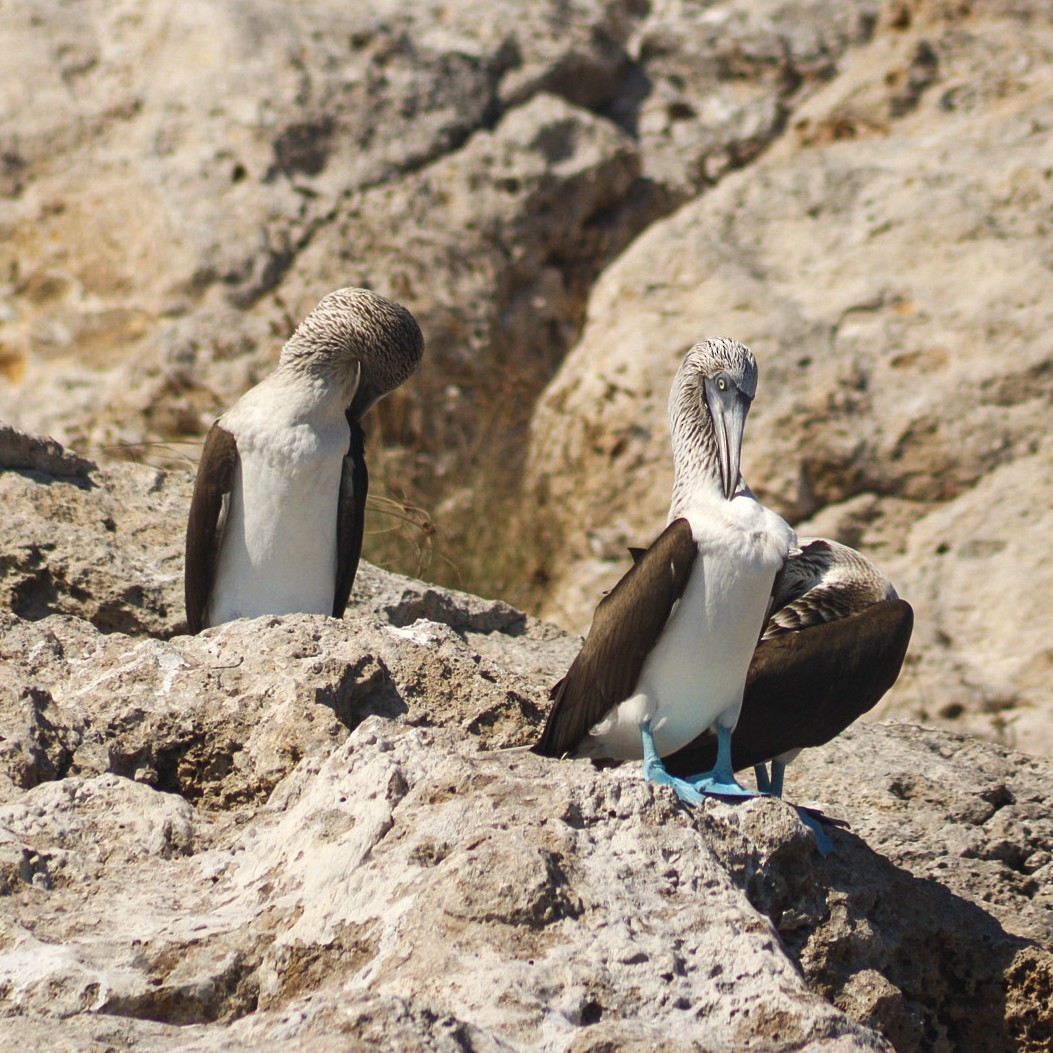 Blue-footed Booby - ML646979557