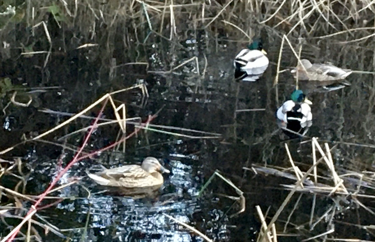 Germano reale - ML646979558