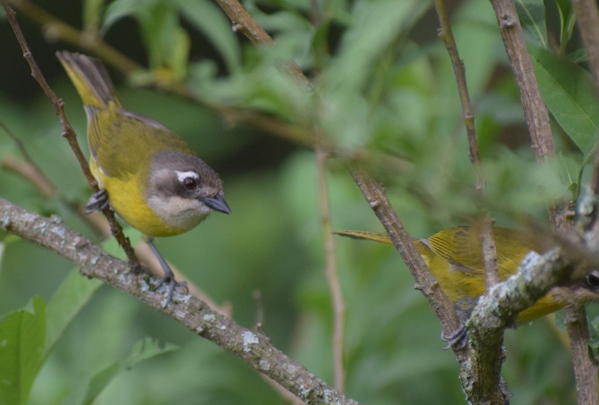 Common Chlorospingus - ML646979560