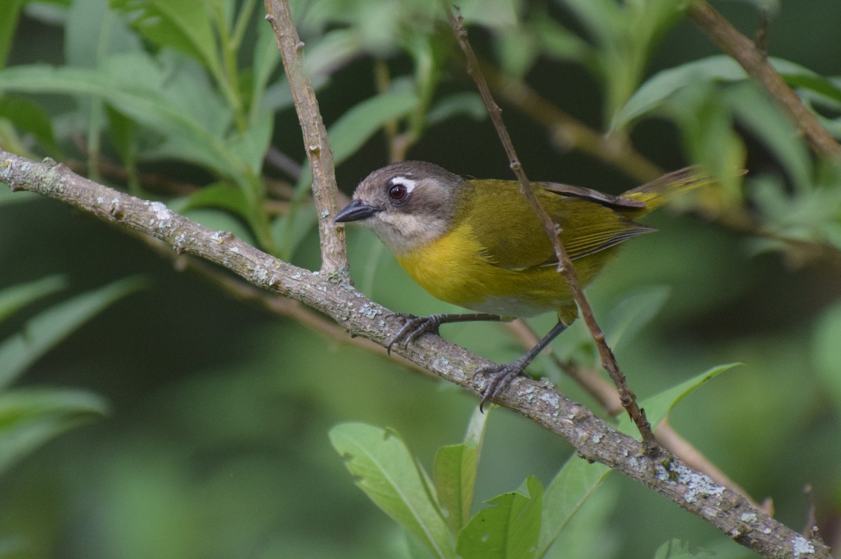 Common Chlorospingus - ML646979561