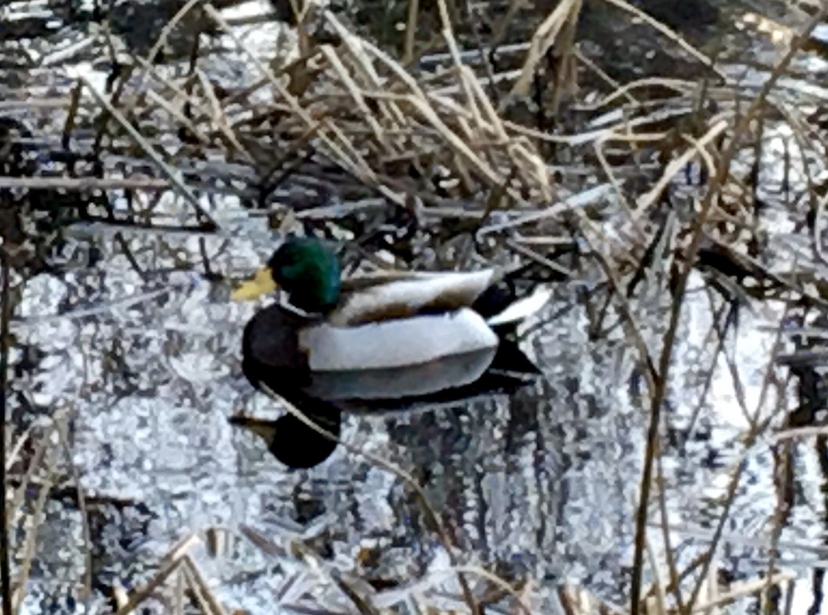 Germano reale - ML646979562