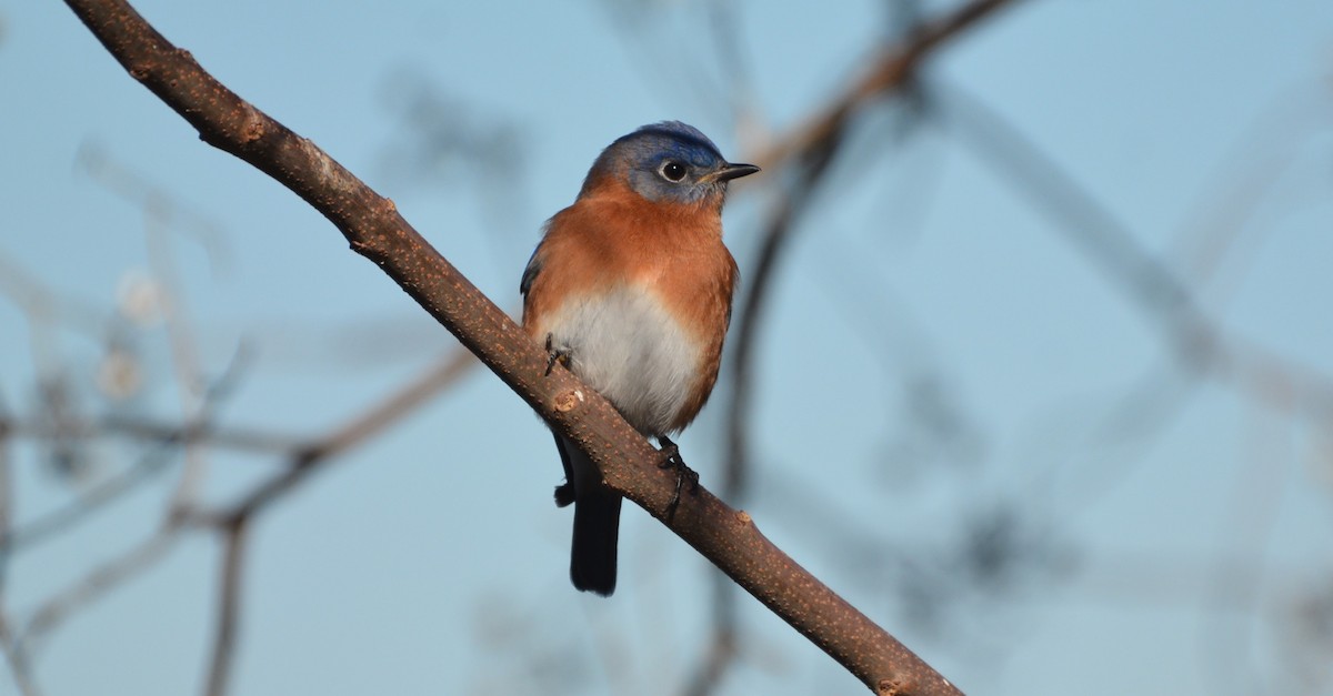 Eastern Bluebird - ML646979563