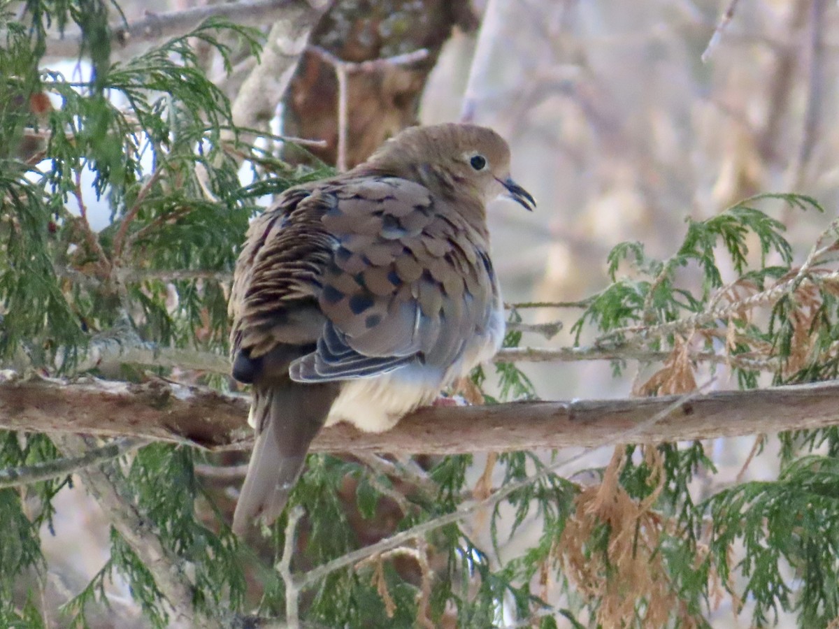 Mourning Dove - ML646979564