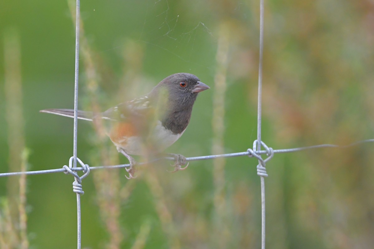 Spotted Towhee - ML646979565