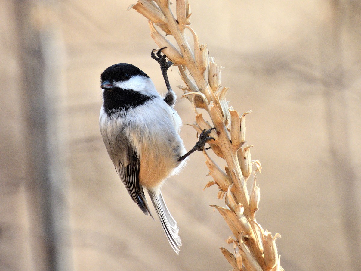 Black-capped Chickadee - ML646979566