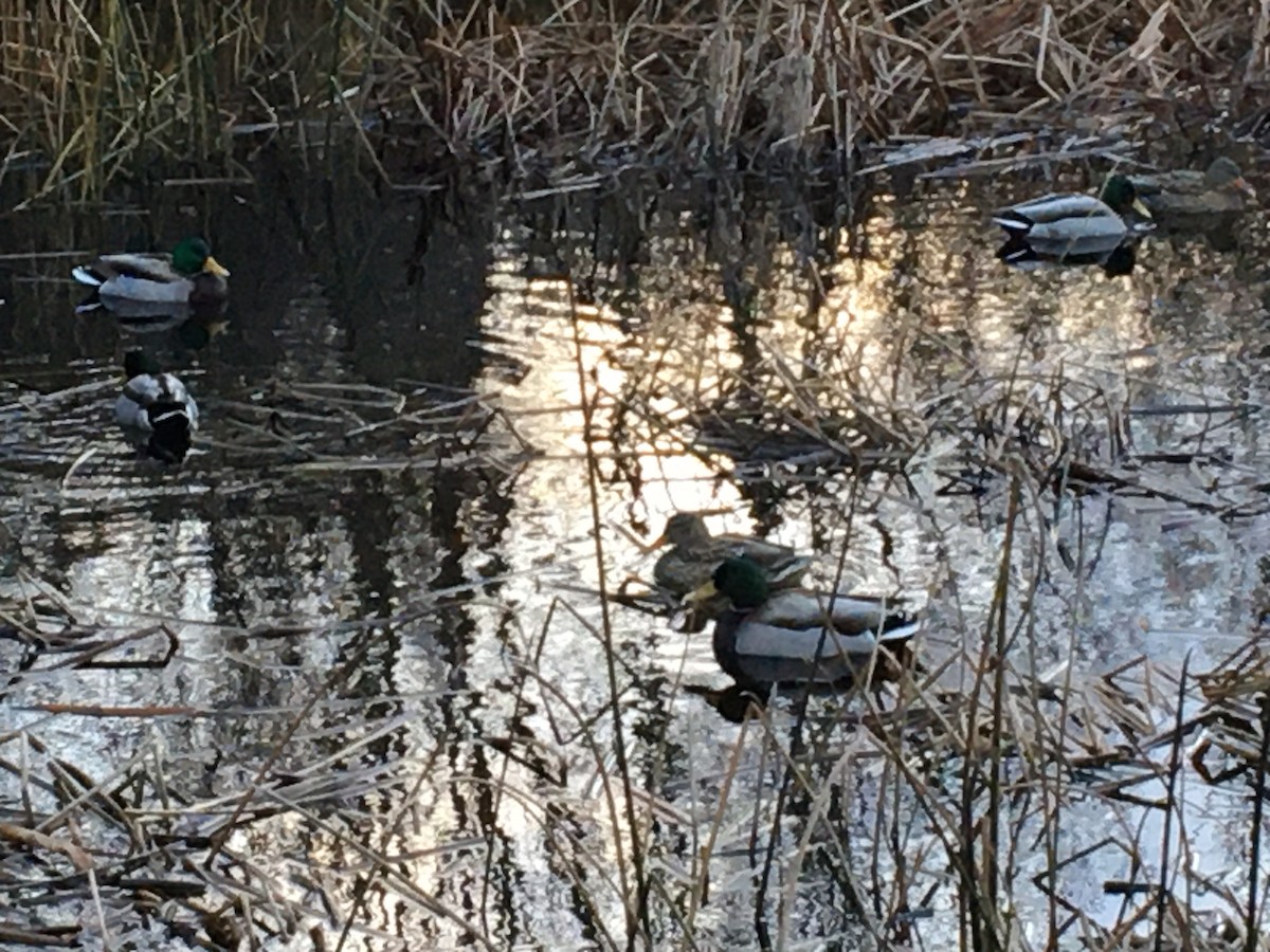 Germano reale - ML646979567