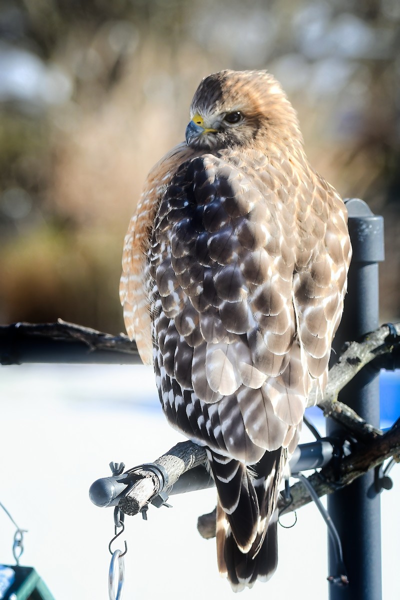 Cooper's Hawk - ML646979568