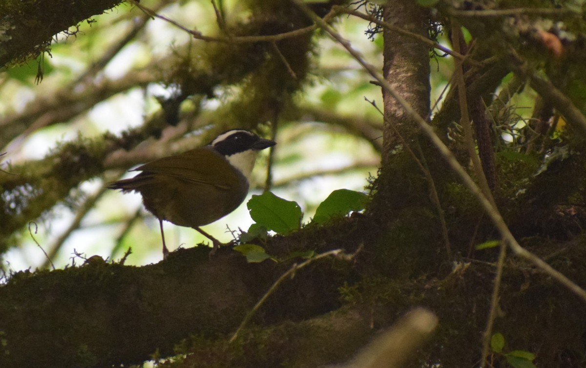 White-browed Brushfinch - ML646979569