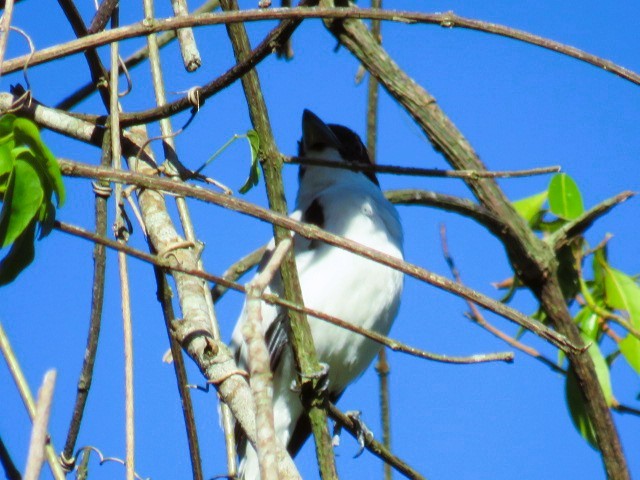 Black-crowned Tityra - ML646979571