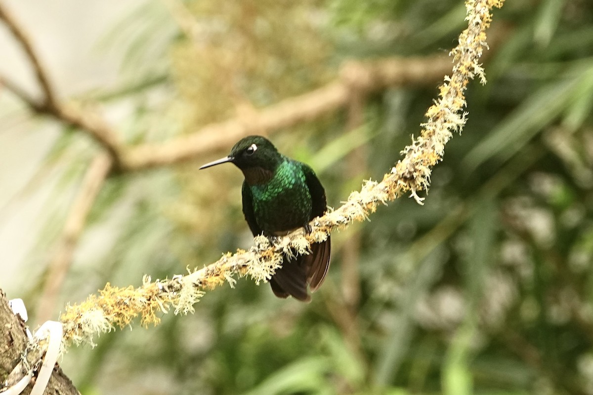 Tourmaline Sunangel - ML646979572