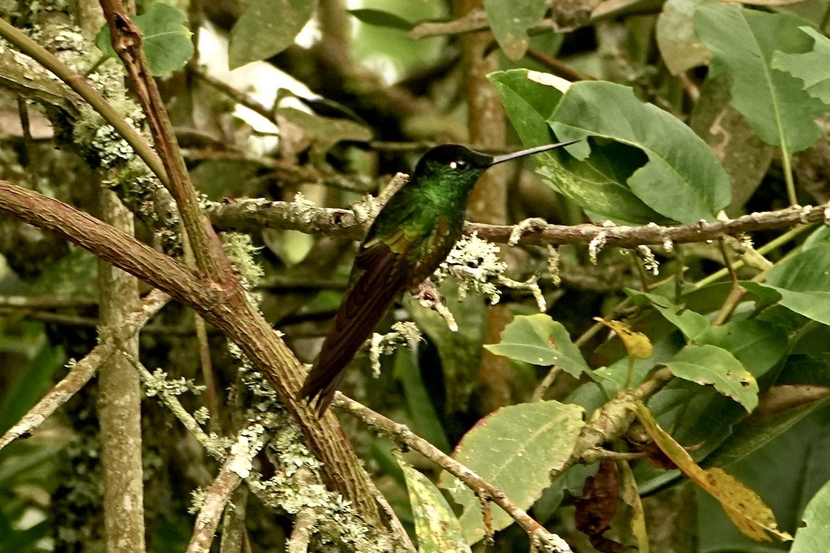 Tourmaline Sunangel - ML646979573