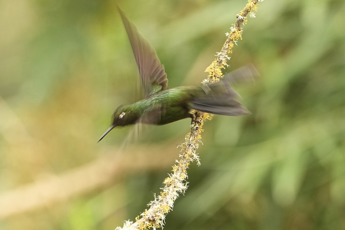 Tourmaline Sunangel - ML646979574