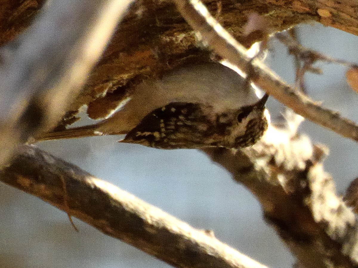 Brown Creeper - ML646979575