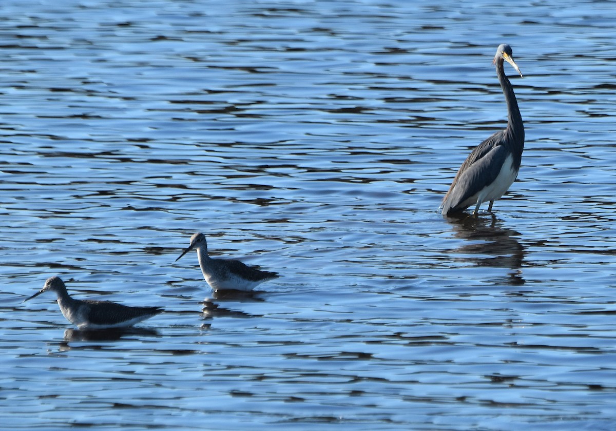 Greater Yellowlegs - ML646979576