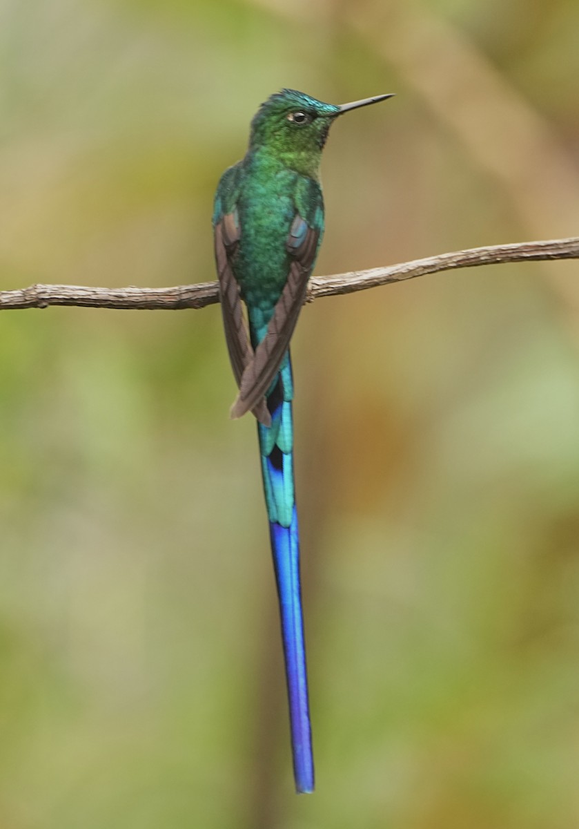 Long-tailed Sylph - ML646979577