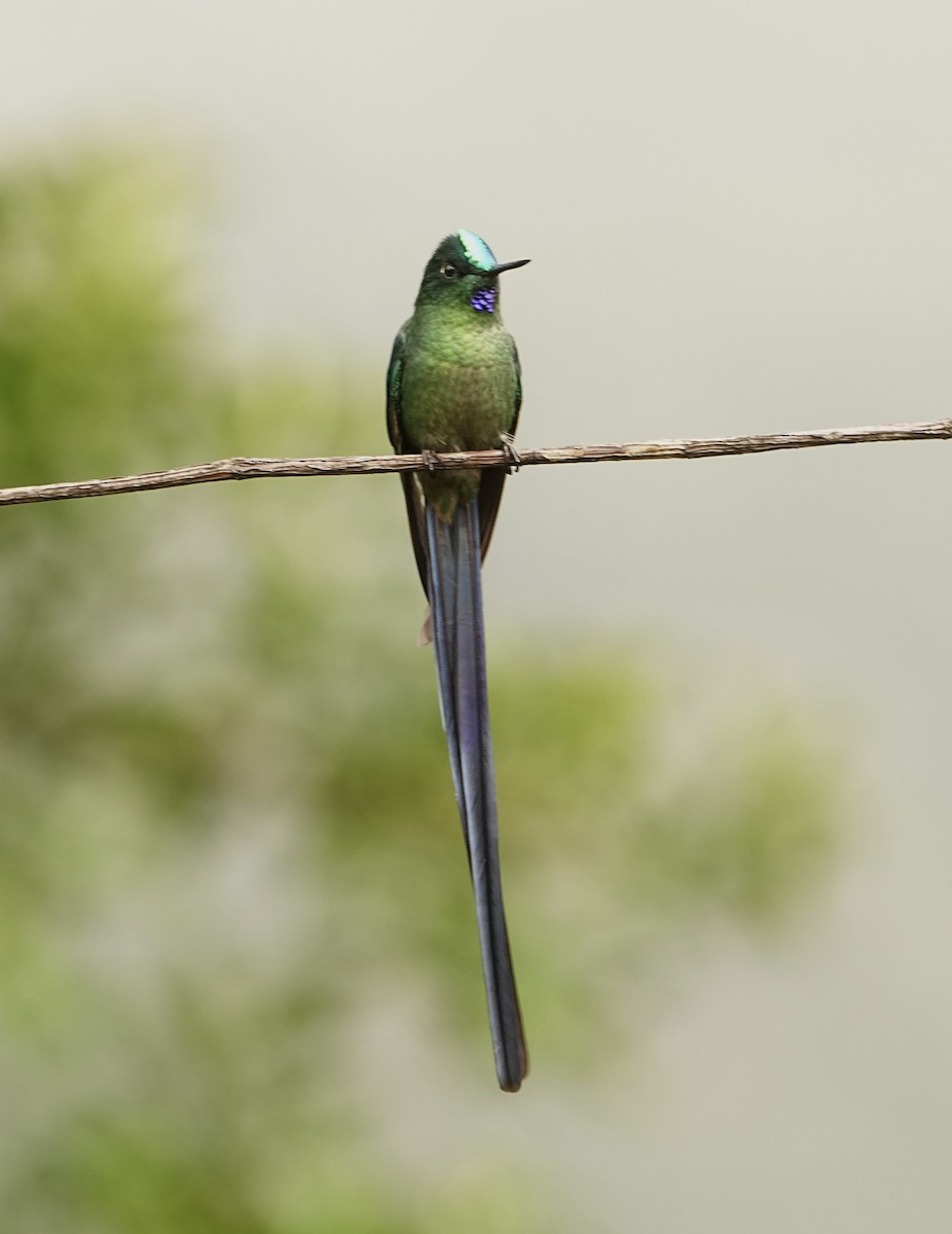 Long-tailed Sylph - ML646979578