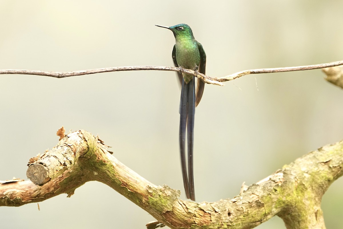 Long-tailed Sylph - ML646979579
