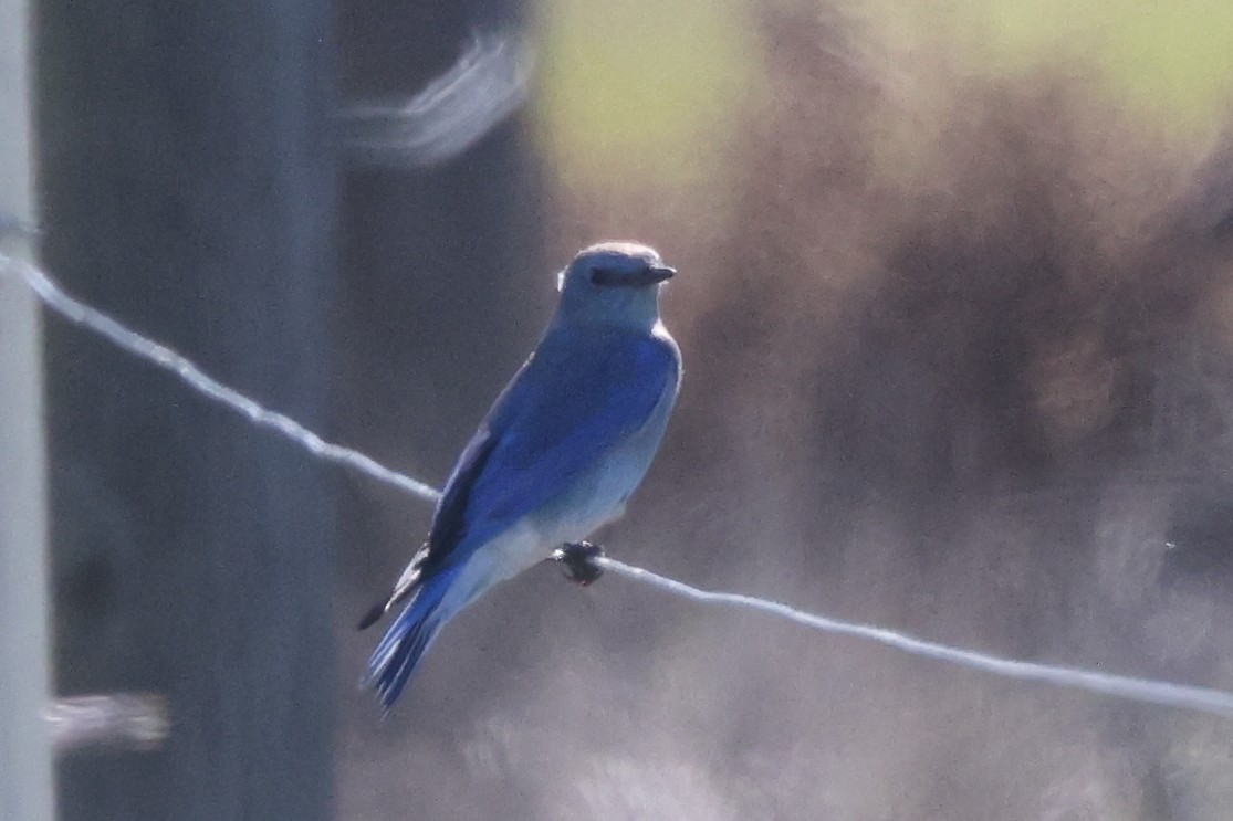 Mountain Bluebird - ML646979582