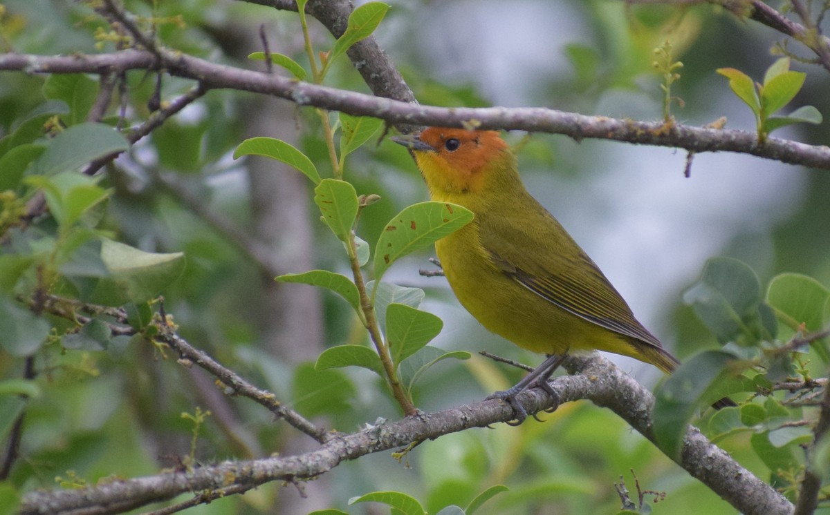 Rust-and-yellow Tanager - ML646979584