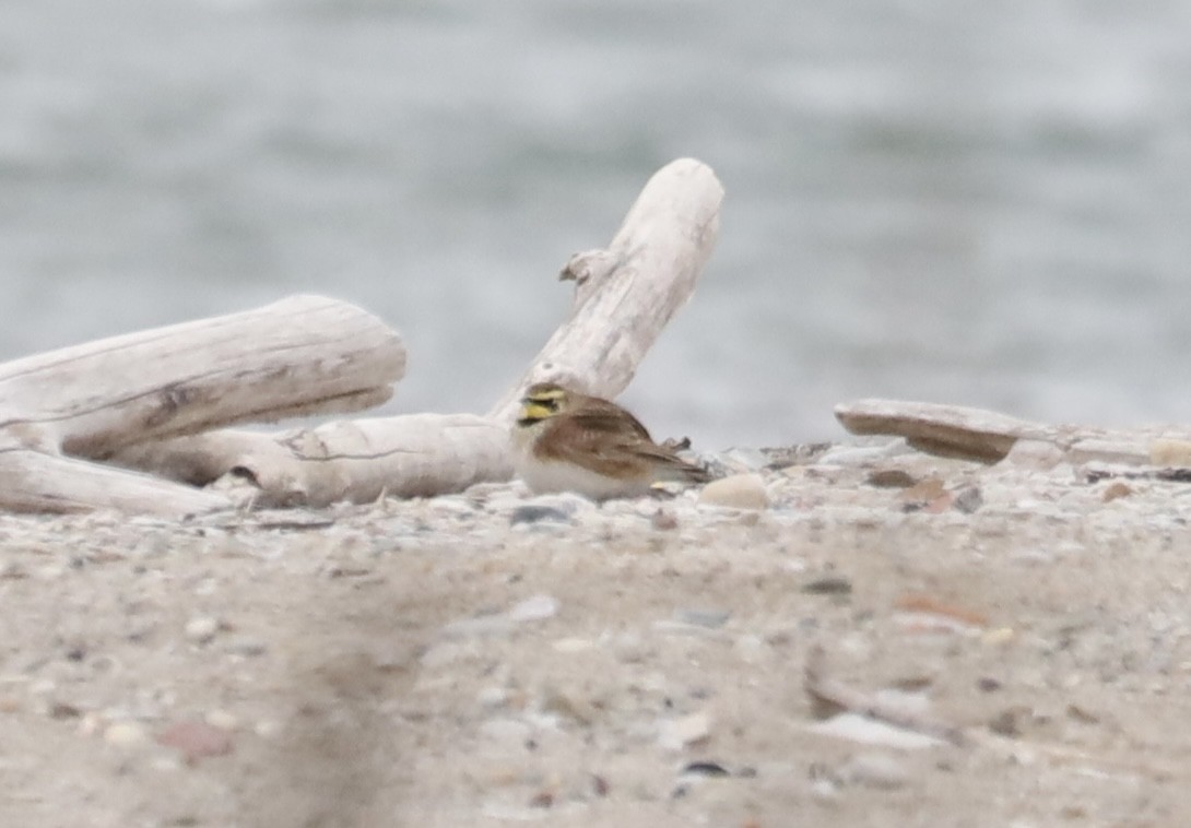 Allodola golagialla - ML646979586