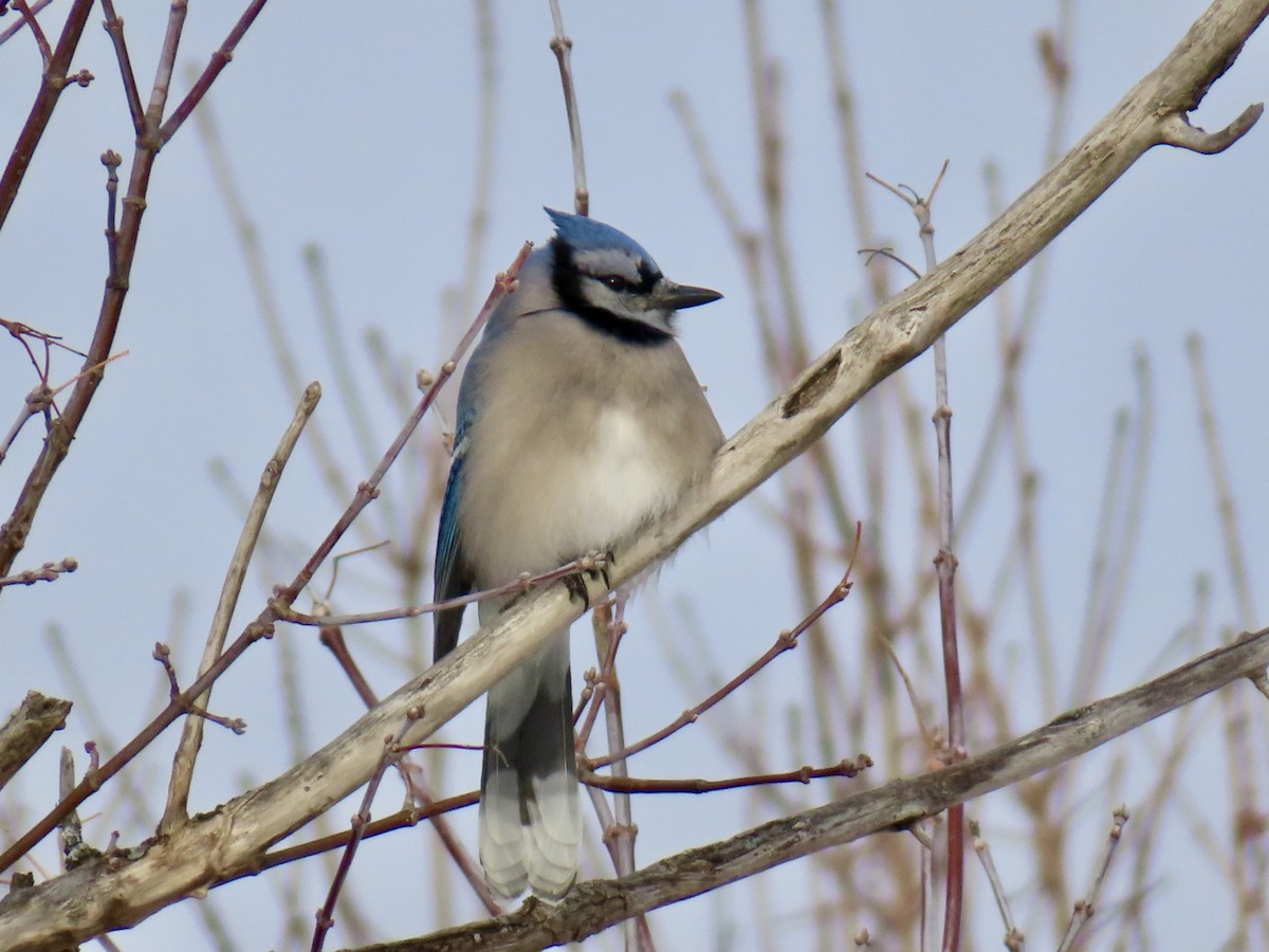 Blue Jay - ML646979587
