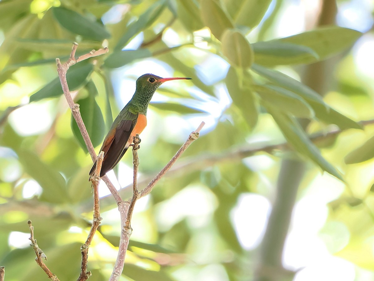 Buff-bellied Hummingbird - ML646979588