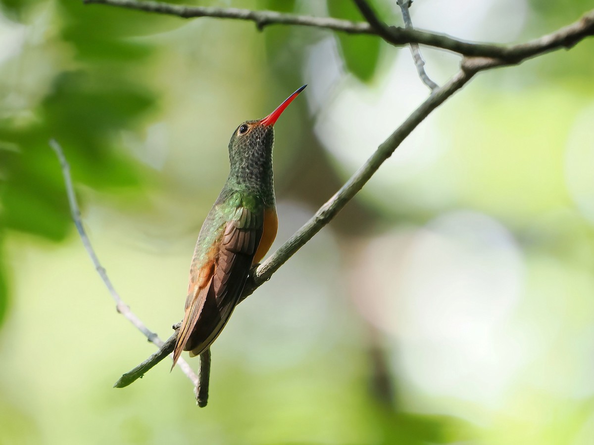 Buff-bellied Hummingbird - ML646979589