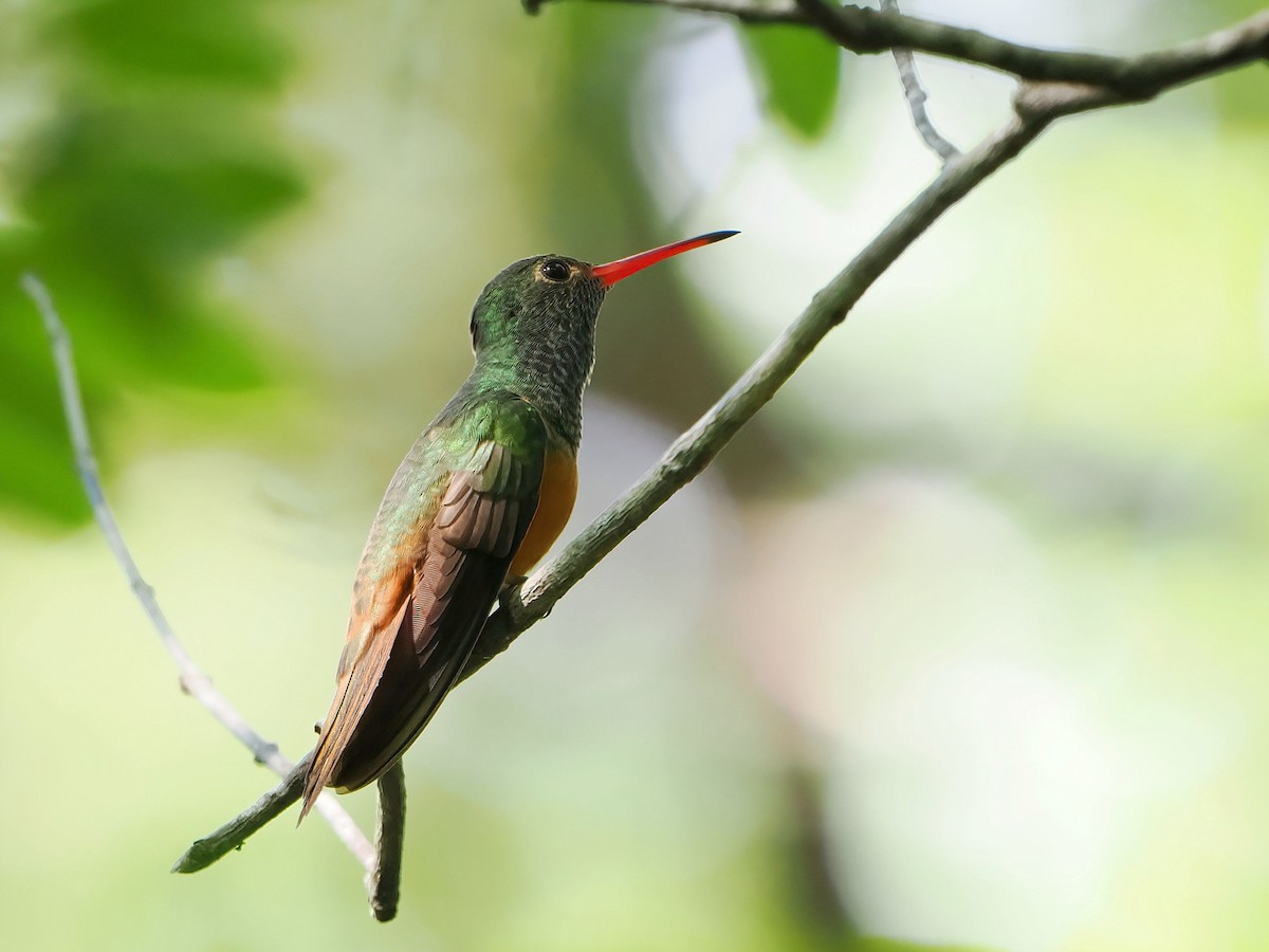 Buff-bellied Hummingbird - ML646979590