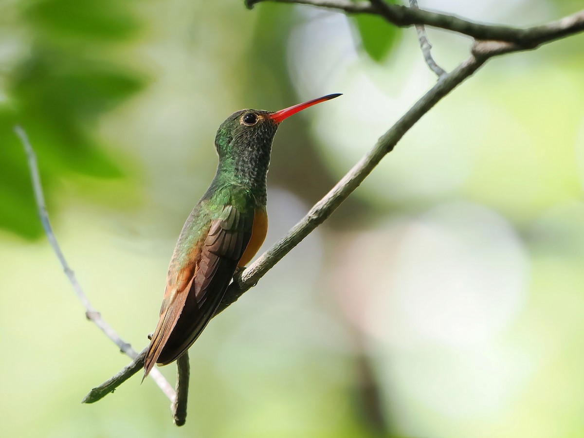Buff-bellied Hummingbird - ML646979591