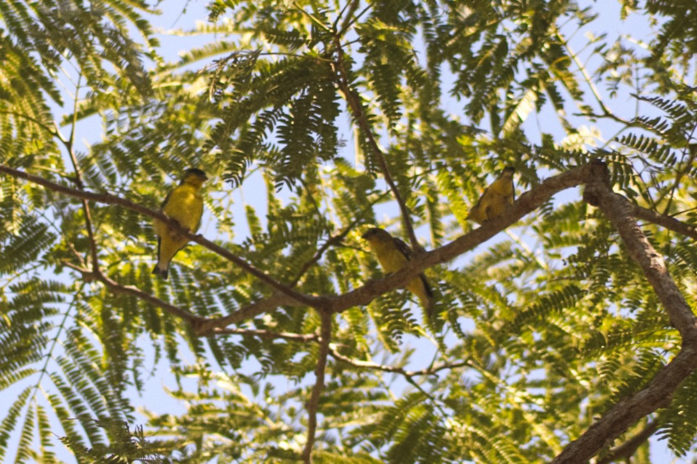 Lesser Goldfinch - ML646979592
